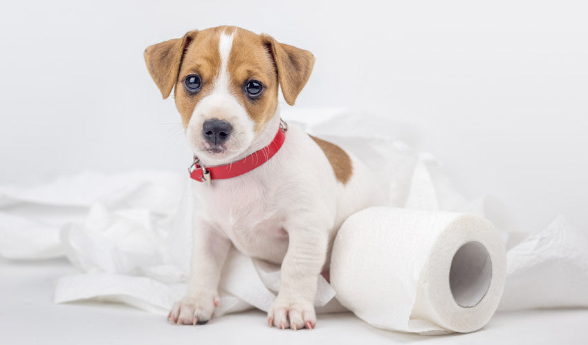 Diarrhées et vomissements : quand s'inquiéter chez le chien ? - Santévet