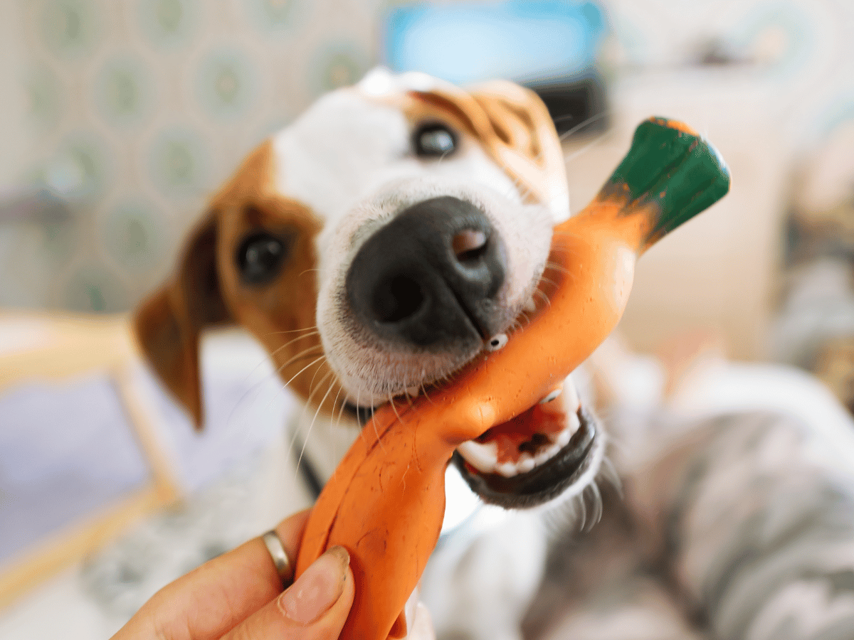 8 façons créatives de faire bouger votre chien à l'intérieur cet hiver