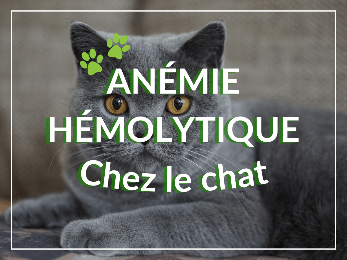 Chat gris bleu couché et atteint d'anémie hémolytique. Il a besoin de remèdes naturels.