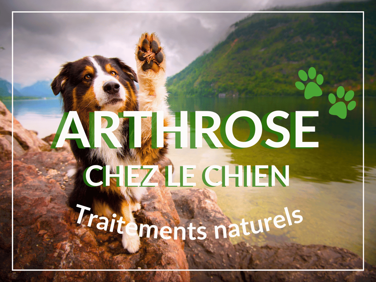 Chien berger atteint d'arthrose qui donne la patte sur le bord d'un lac. Les traitements naturels de cet article ont beaucoup améliorer sa qualité de vie.