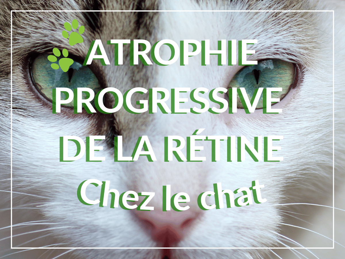 Portrait rapproché des yeux d'un chat blanc. Il est atteint d'atrophie progressive de la rétine chez le chat et a besoin de remèdes naturels.