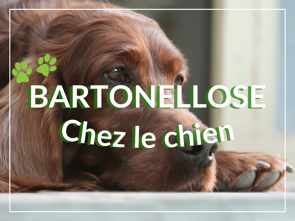 Chien brun de race épagneul couché et atteint de bartonellose. Il a besoin de remèdes naturels.