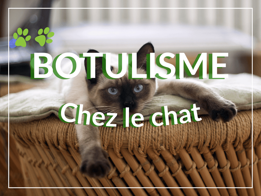 Botulisme chez le chat: remèdes, causes et symptômes