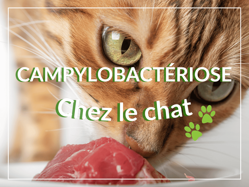 Campylobactériose chez le chat: remèdes, causes et symptômes