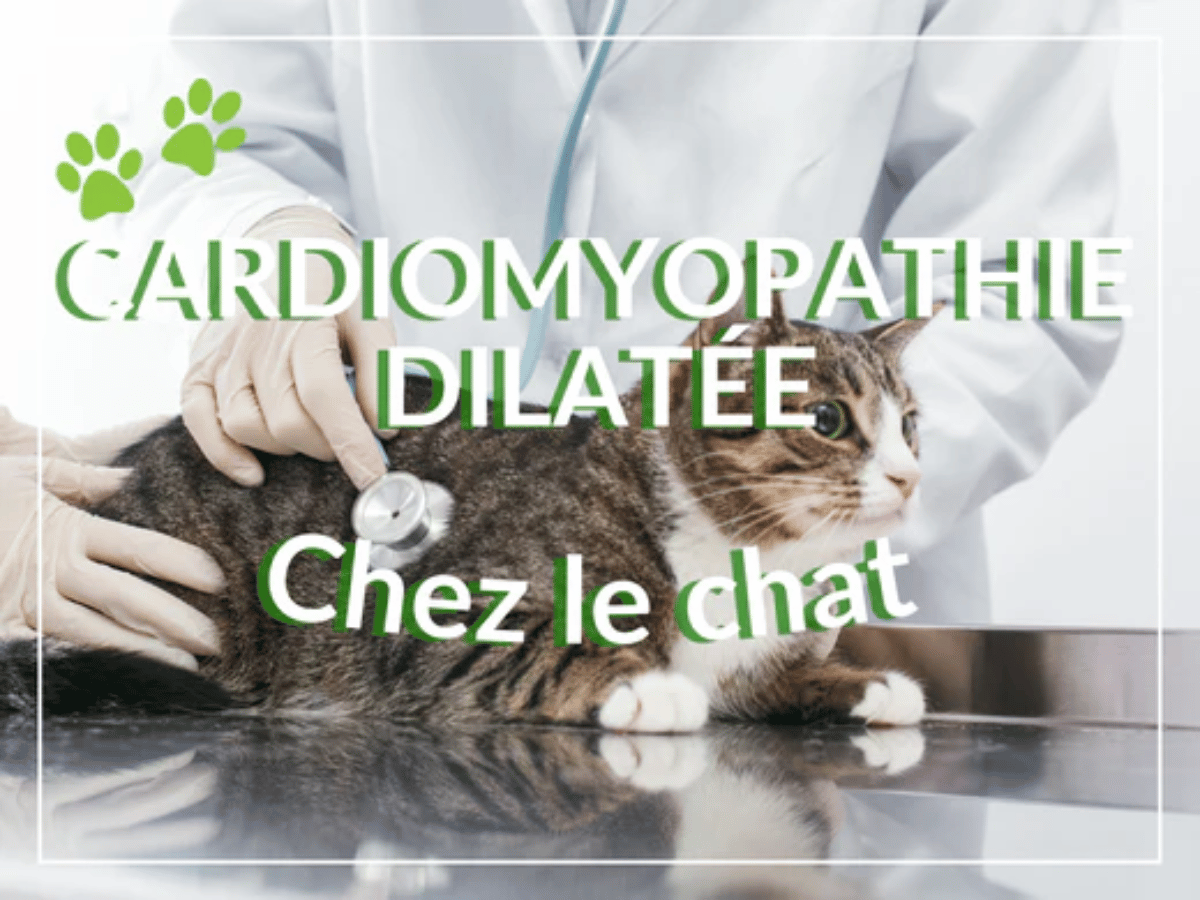 Vétérinaire qui ausculte un chat pour savoir s'il souffre de cardiomyopathie dilatée.