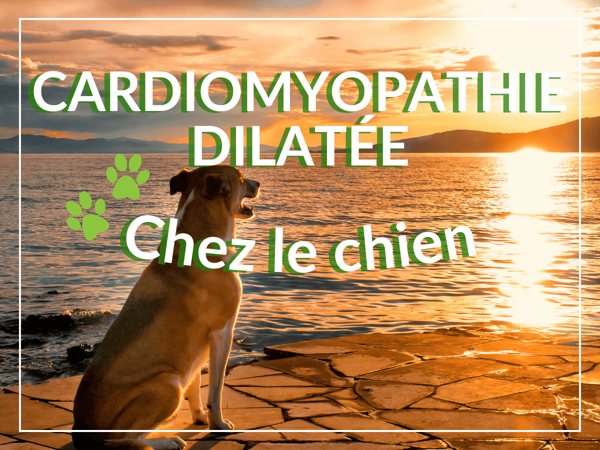 Chien essoufflé qui regarde le coucher du soleil. Il a des difficultés respiratoires en raison de sa cardiomyopathie dilatée, il a besoin de remèdes naturels.