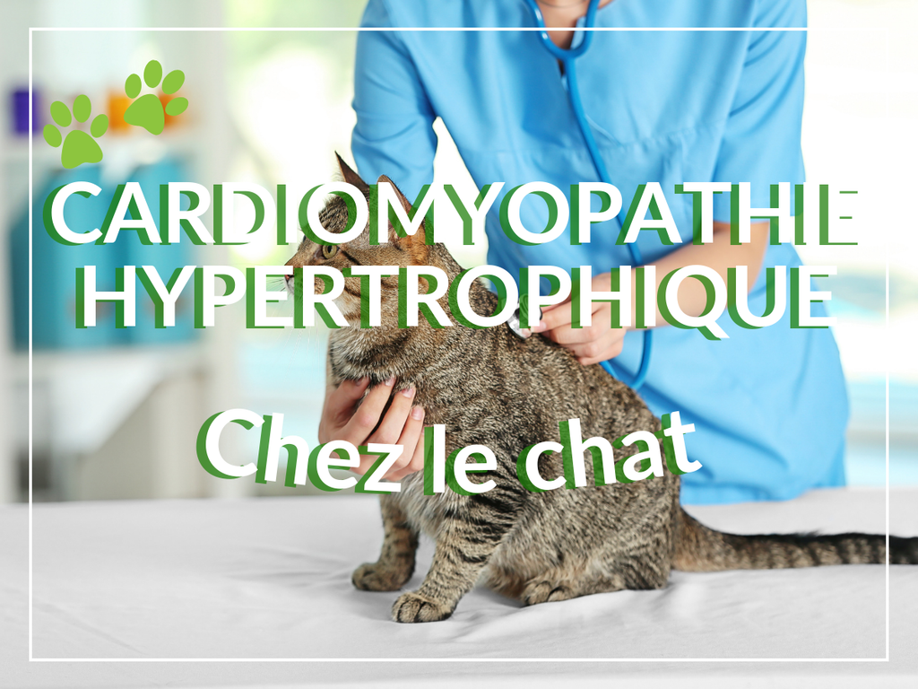 Cardiomyopathie hypertrophique chez le chat: remèdes, causes et symptômes