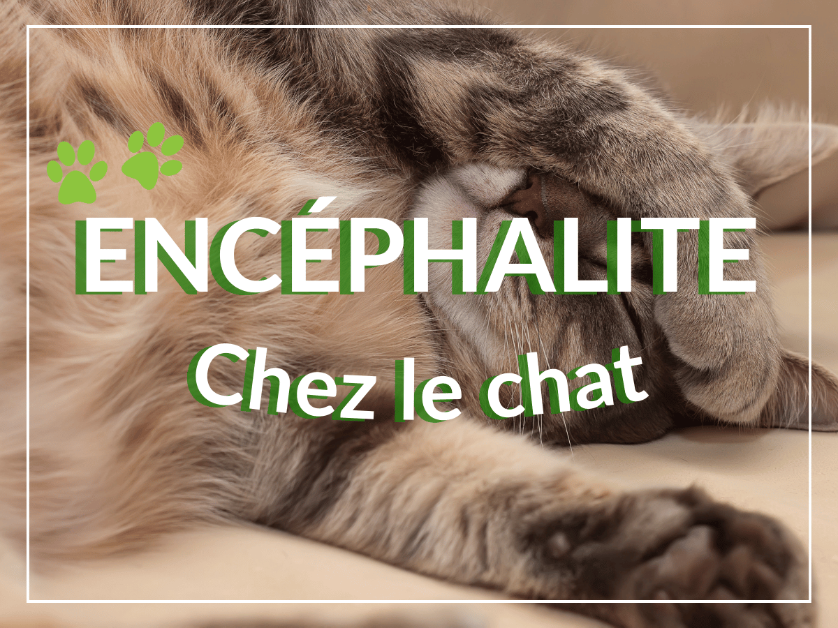 Chat couché sur le sol avec une patte sur la tête. Il souffre d'encéphalite chez le chat.