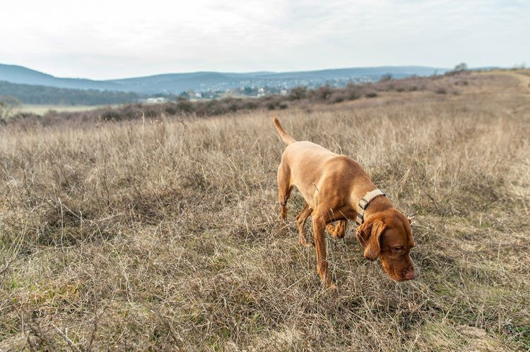 Comment les chiens choisissent-ils l’endroit où ils font leurs besoins ?