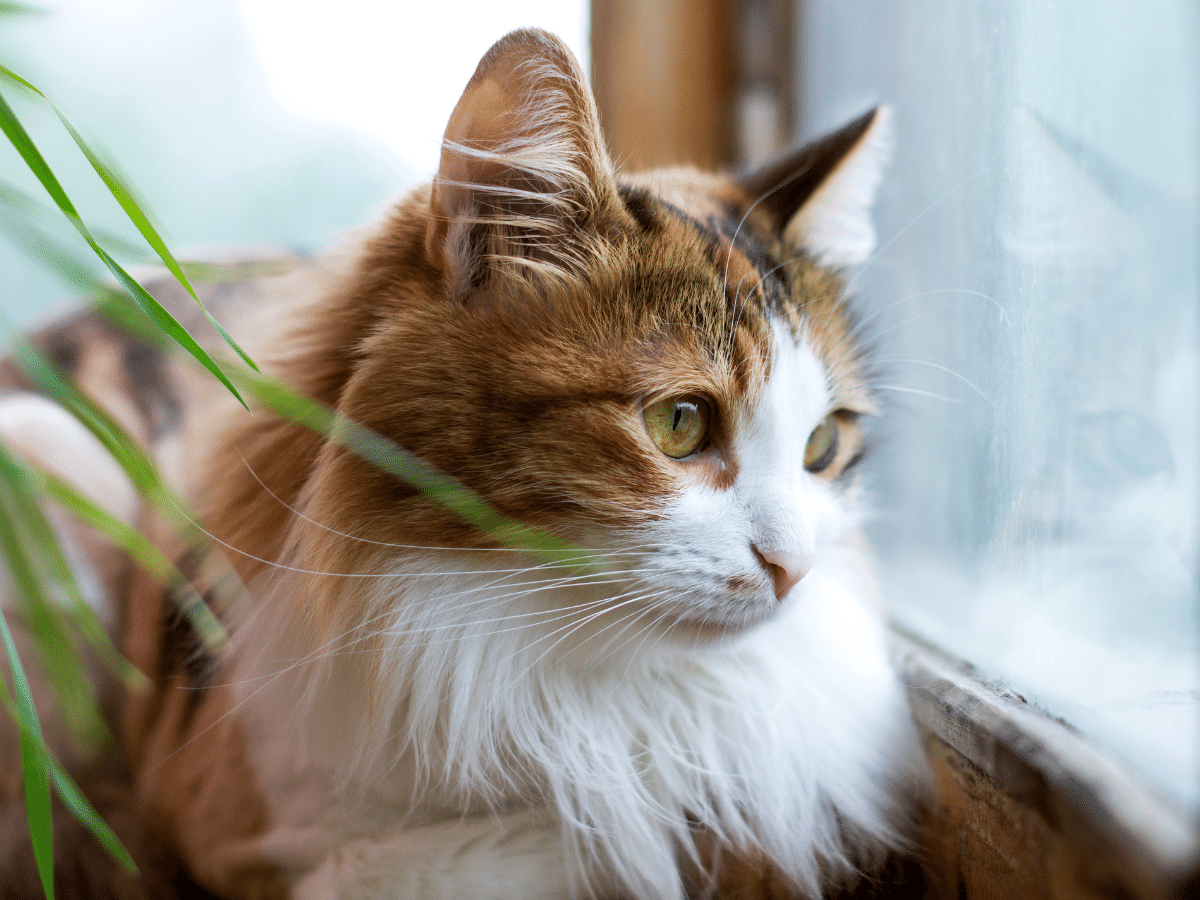 Chat souffrant du virus de l'immunodéficience féline en besoin de remède naturel