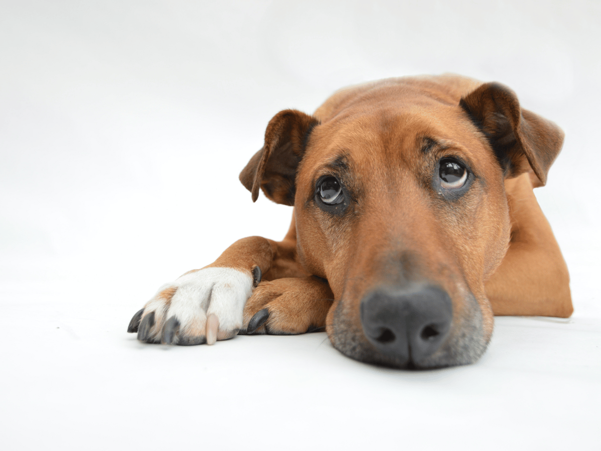 chien atteint d'arthrite en besoin d'un remède naturel