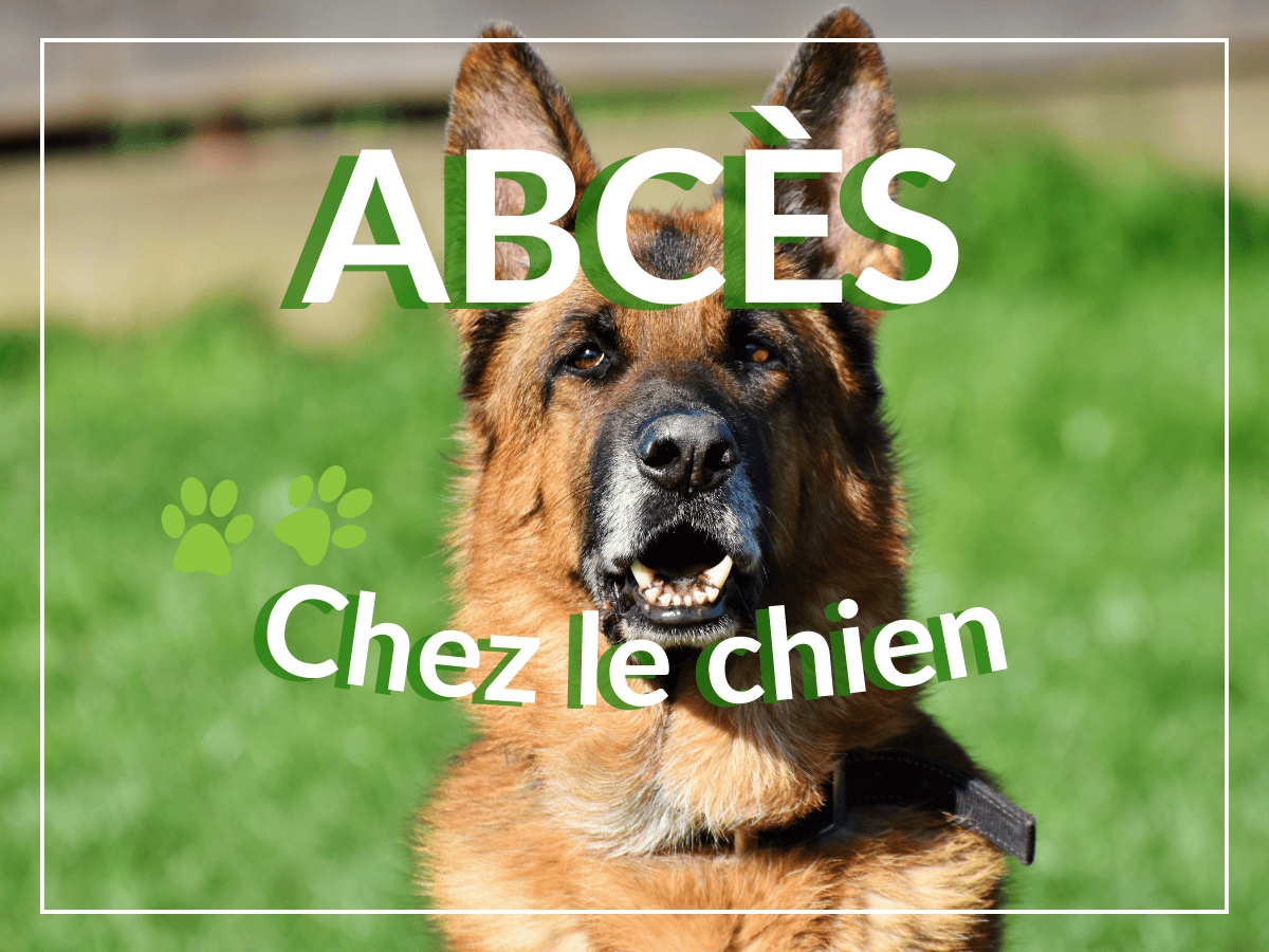 Les abcès chez le chien : Causes, symptômes, traitement et remèdes naturels