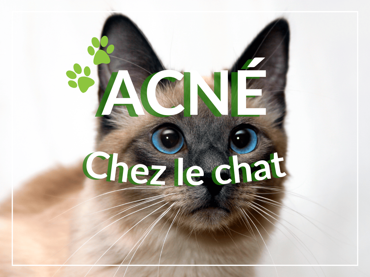 Chat persan atteint d'acné féline qui a besoin d'un remède naturel.