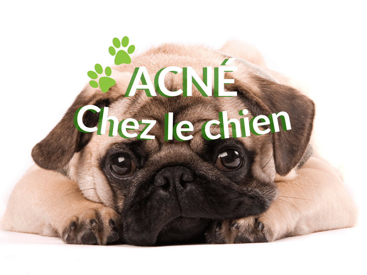 Chien carlin atteint d'acné canine en besoin d'un remède naturel.