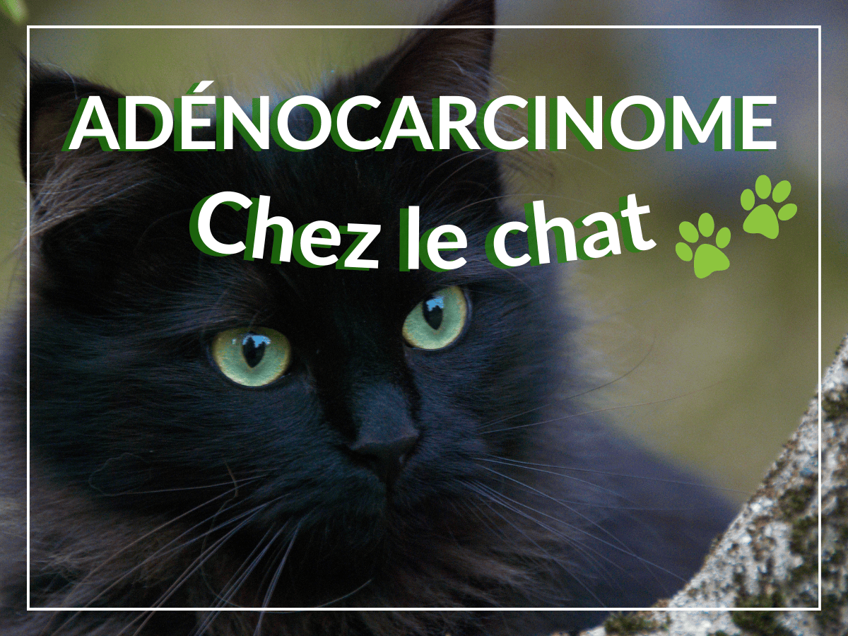 Chat noir atteint d'adénocarcinome qui a besoin de remèdes naturels.