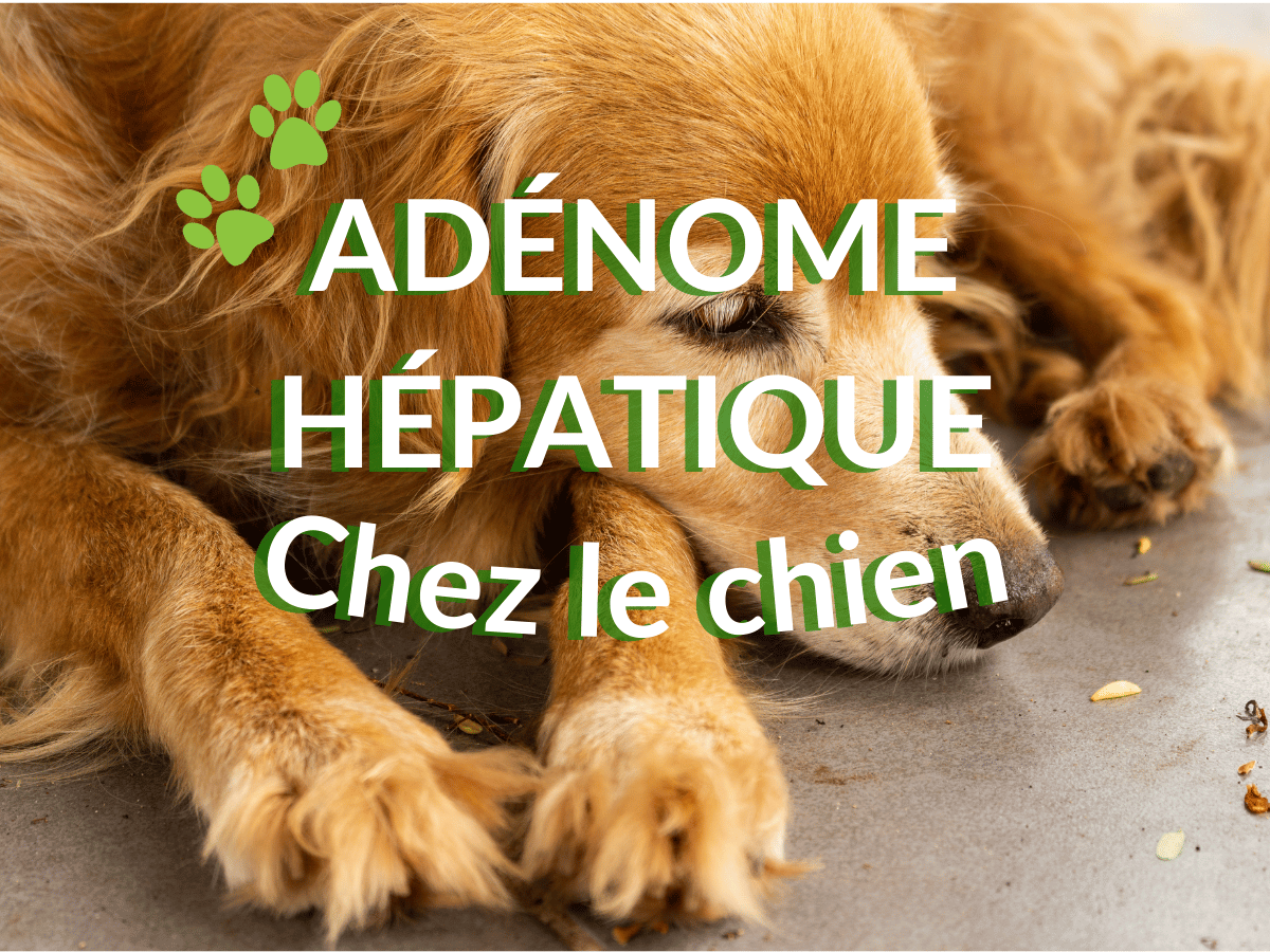 Chien golden retriever atteint d'adénome hépatique en besoin d'un remède naturel.