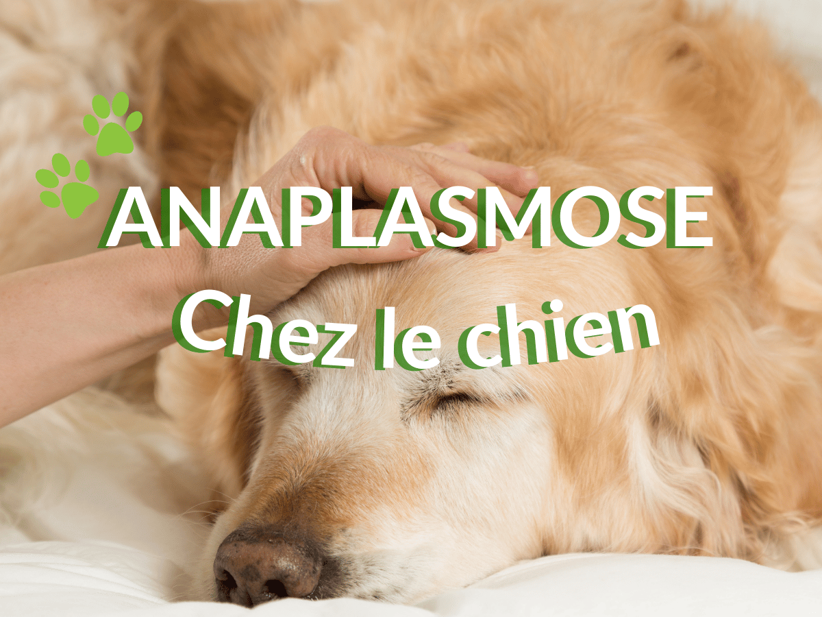 Chien atteint d'anaplasmose en besoin d'un remède naturel.