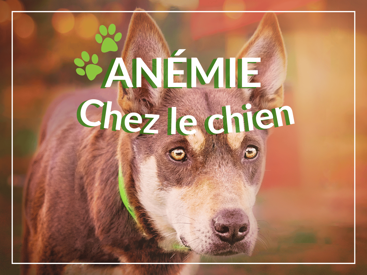 Chien atteint d'anémie en besoin de remèdes naturels.