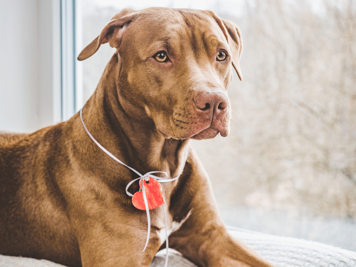 Chien atteint d'arythmie cardiaque en besoin de remède naturel