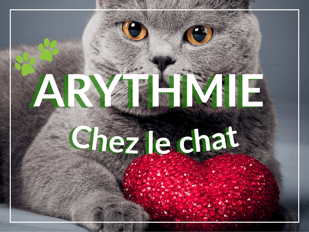 Chat gris couché avec un coeur en paillettes rouges entre ses pattes. Il est atteint d'arythmie chez le chat et a besoin d'un remède naturel.