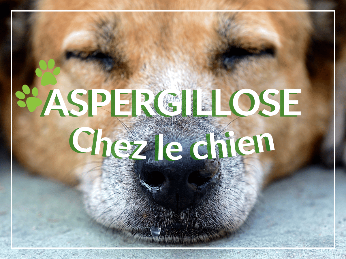 Chien couché qui coule du nez. Il est atteint d'aspergillose chez le chien et a besoin d'un remède naturel.