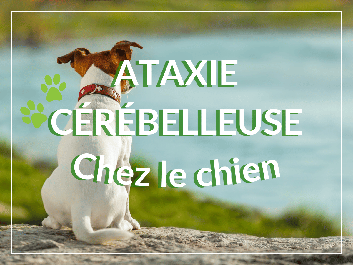 Chien de dos qui regarde un lac. Il est atteint d'ataxie cérébelleuse et a besoin d'un remède naturel.