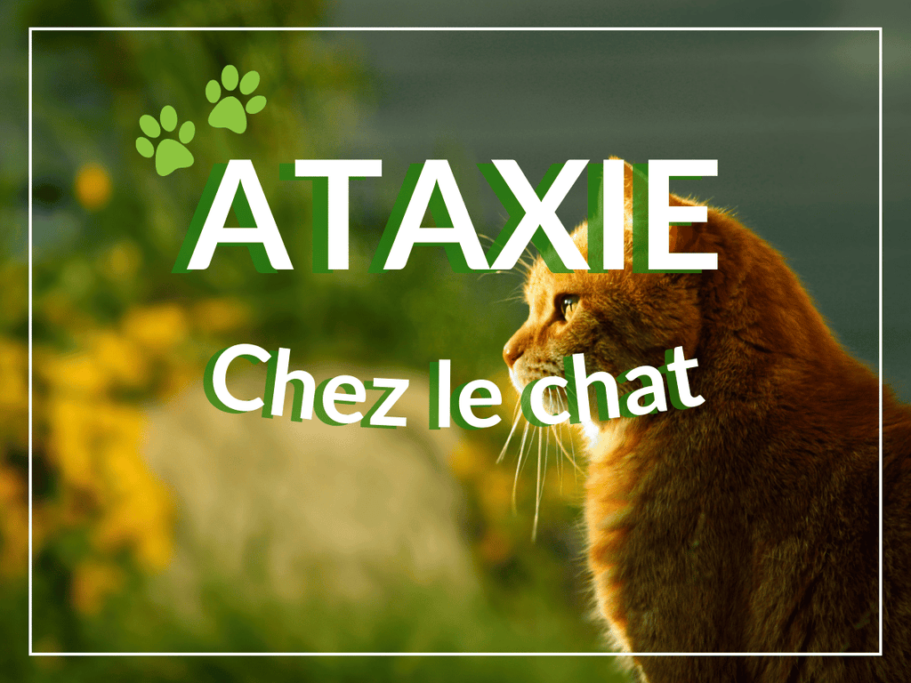 Ataxie chez le chat: remèdes, causes et symptômes