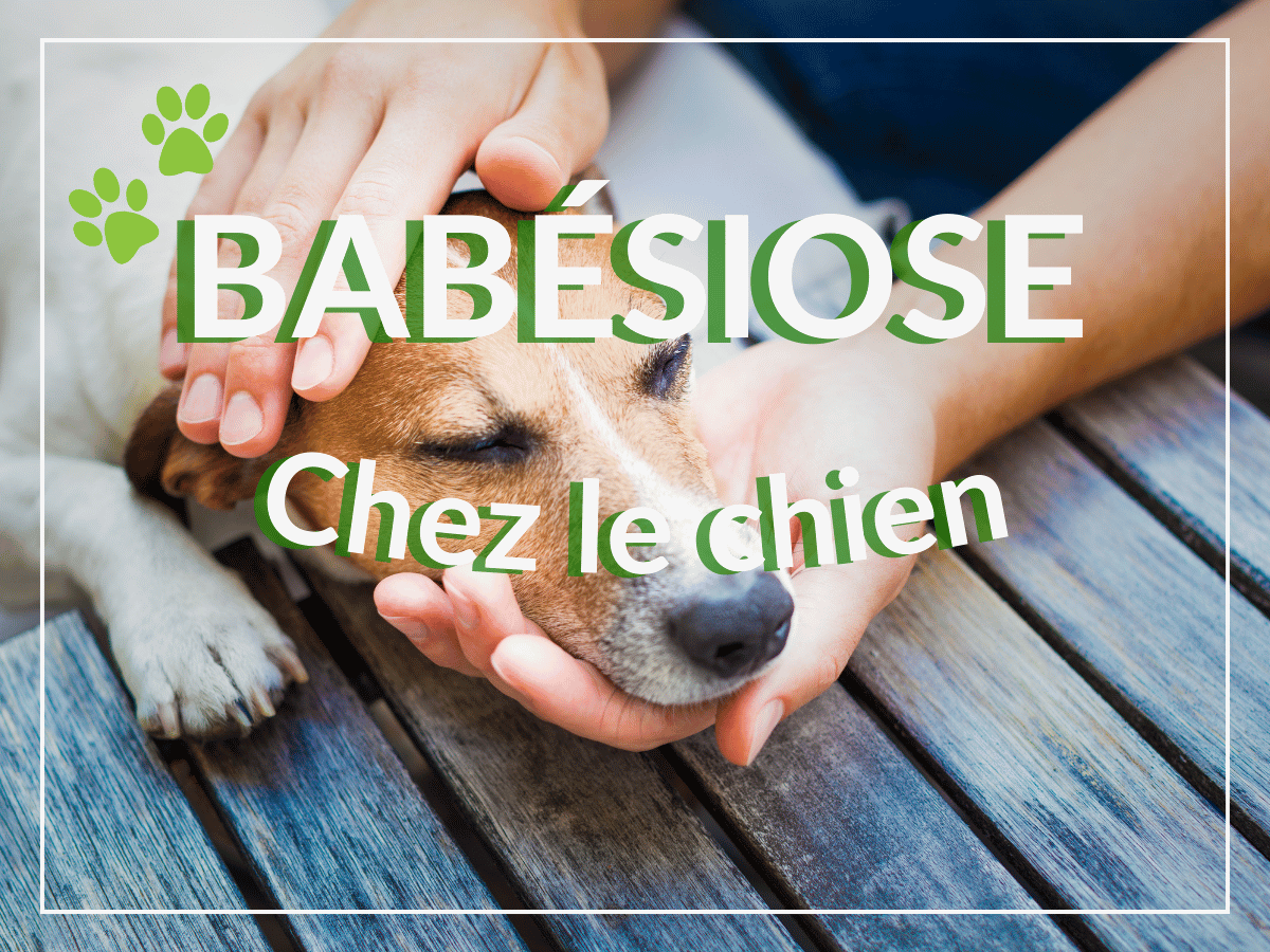 Chien de race jack russell atteint de babésiose et en besoin de remèdes naturels.