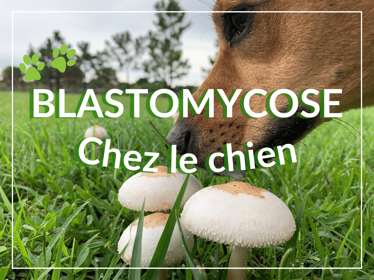 Chien reniflant des champignons. La blastomycose est une infection fongique causée par un champignon.