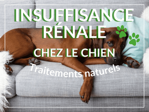 Chien labrador brun étendu sur un sofa. Il souffre d'insuffisance rénale et a besoin des remèdes naturels de cet article !