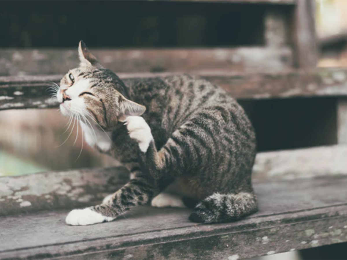 Chat domestique sur un banc de parc en train de se gratter les oreilles à cause de la gale. Il a besoin des remèdes naturels de cet article!