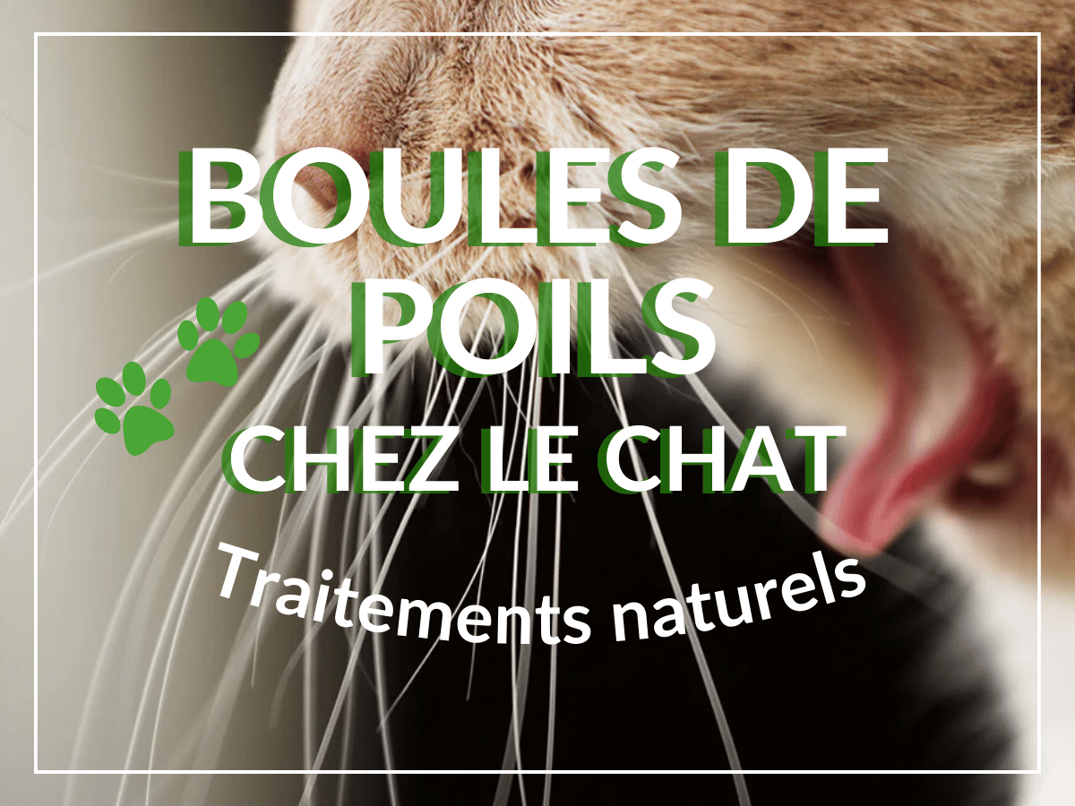 Gros plan de la gueule ouverte d'un chat orange qui n'arrive pas à vomir sa boule de poils. Ce chat a besoin des remèdes naturels de cet article!