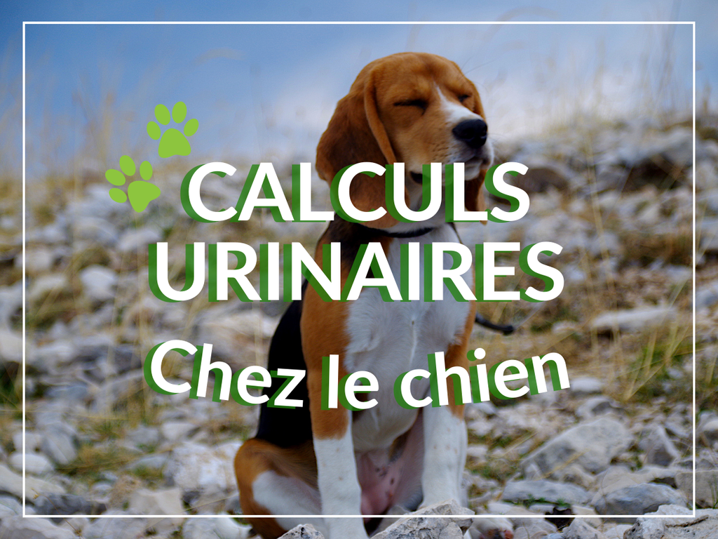 Calculs urinaires chez le chien: remèdes, causes et symptômes