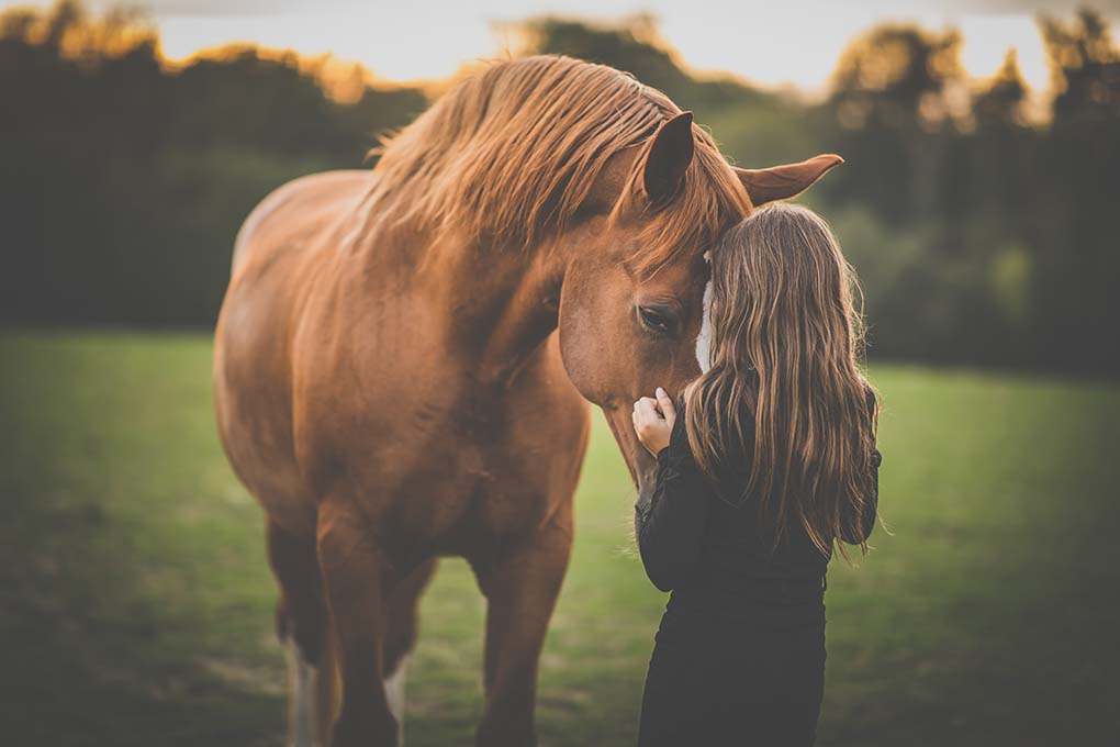 Voici les éléments importants à retenir sur le cancer chez le cheval