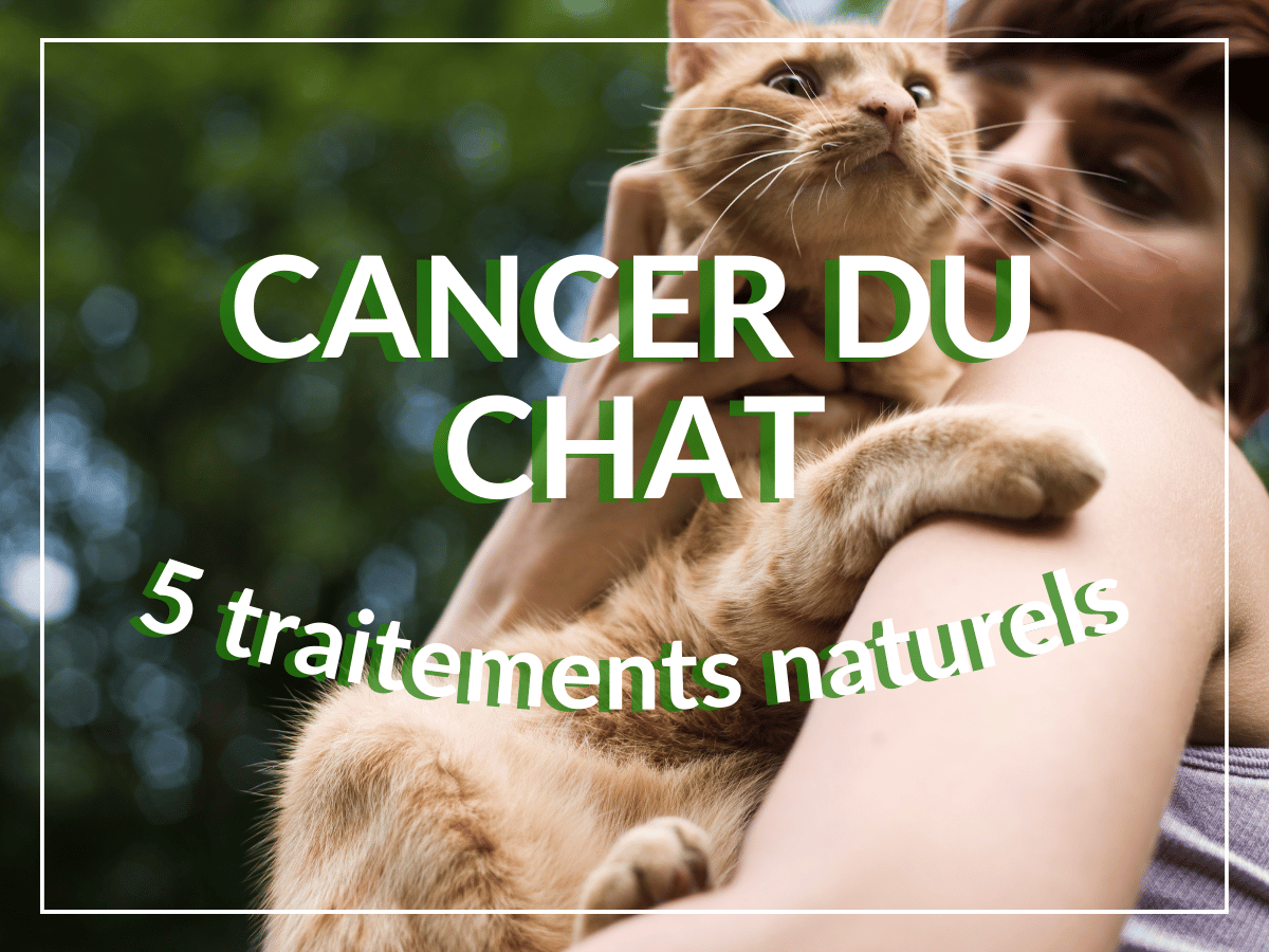 Chat beige atteint d'un cancer dans les bras de son propriétaire. Ce chat a besoin des traitements naturels de cet article !