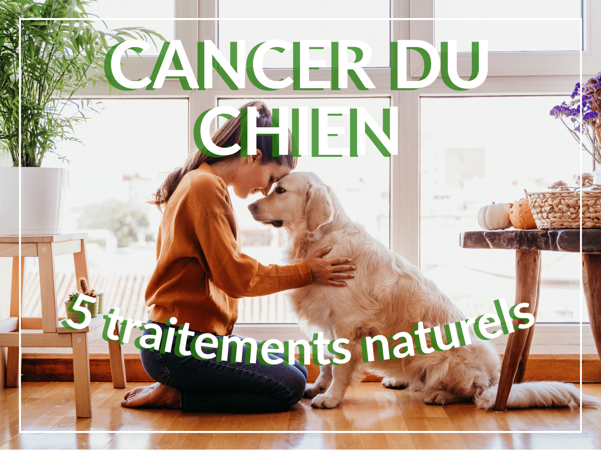 Aidez votre chien à faire face au cancer: Les 5 meilleurs remèdes naturels !