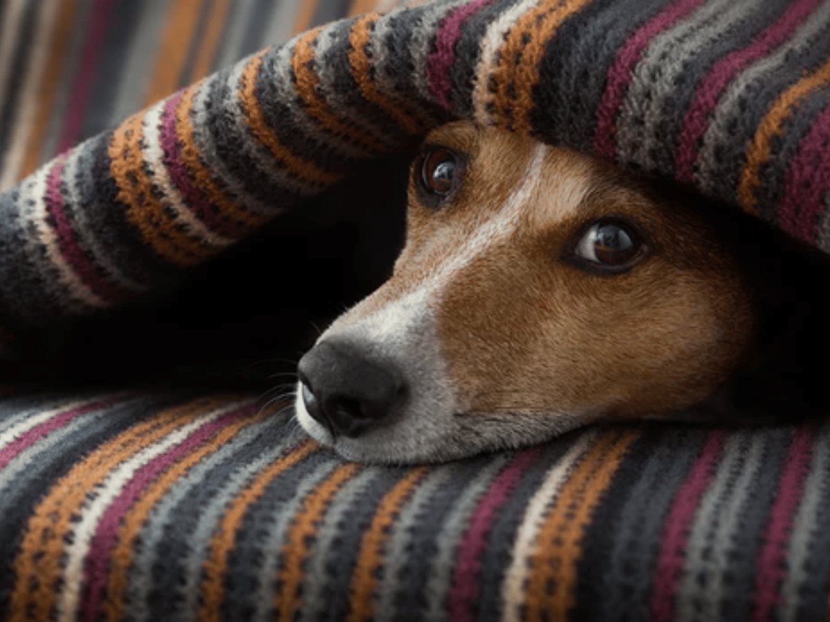 Chien Jack Russell couché sous une couverture lignée et colorée. Il atteint d'un cancer du foie et en besoin de traitements conventionnels et naturels.