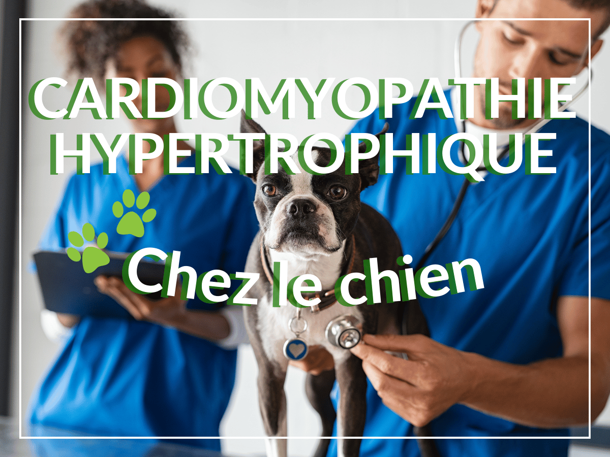 Vétérinaire qui ausculte un chien carlin pour déterminer s'il souffre de cardiomyopathie hypertrophique.