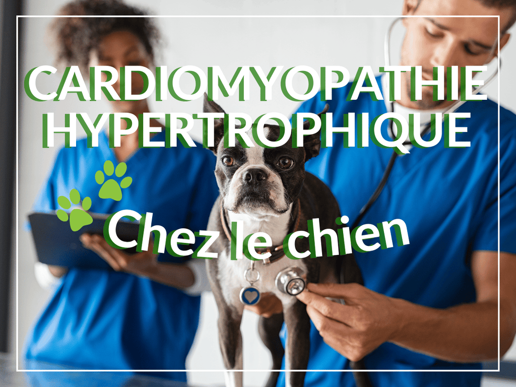 Cardiomyopathie hypertrophique chez le chien: remèdes, causes et symptômes