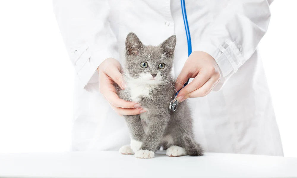 Les 4 Meilleurs Remèdes Naturels Contre la Bronchite du Chat à Avoir dans votre Check-List de Soins pour Animaux