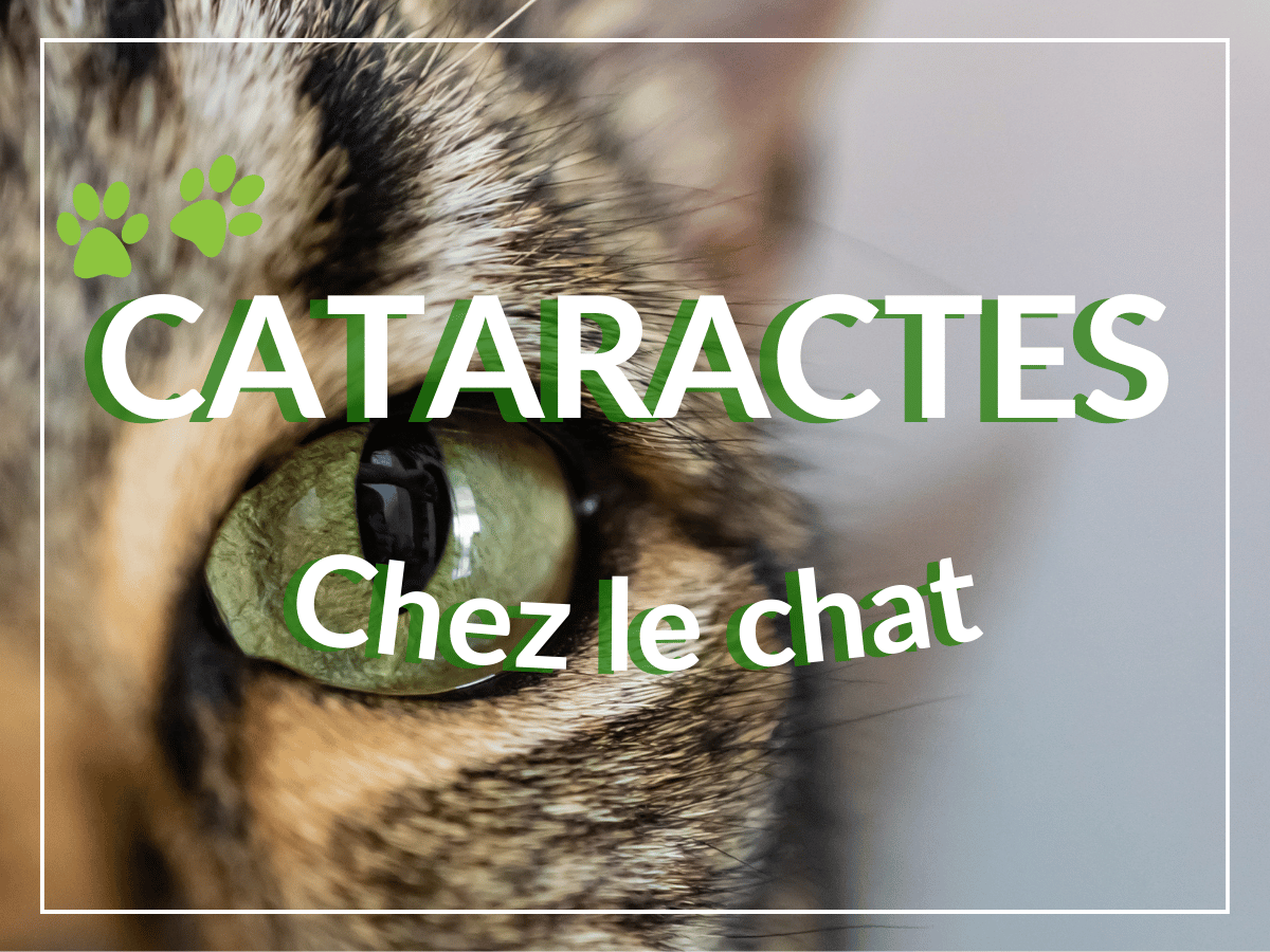 Plan rapproché de l'oeil d'un chat. Est-il atteint de cataractes chez le chat?