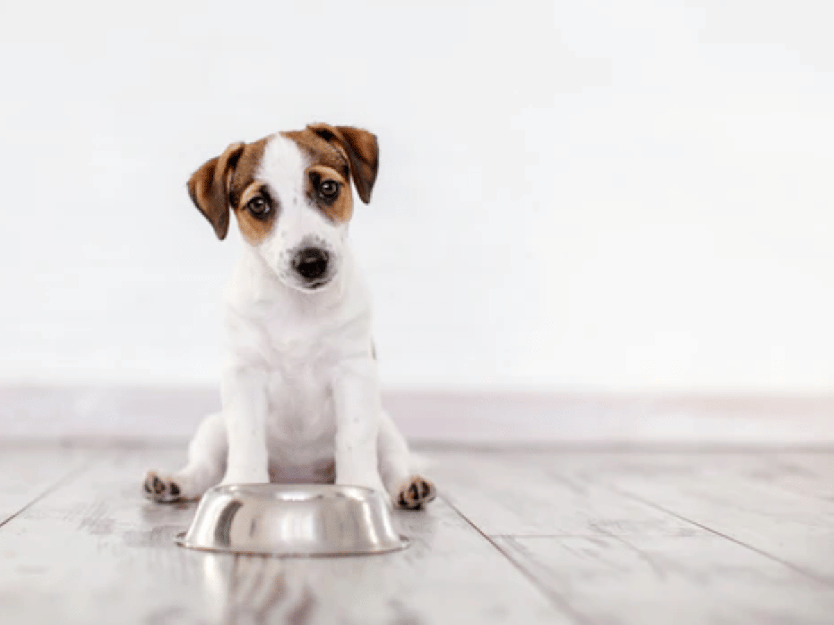 Chien constipé en besoin d'un remède naturel