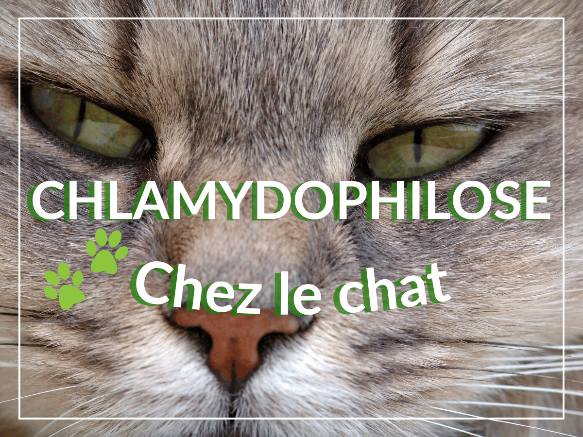 Plan rapproché des yeux d'un chat. La chlamydophilose chez le chat peut causer une conjonctivite.