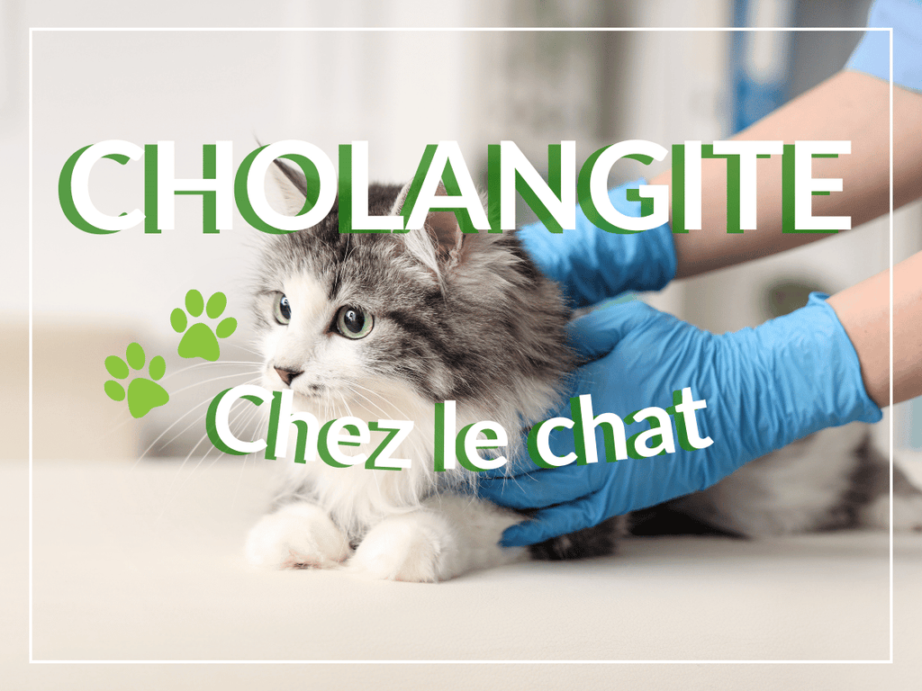 Cholangite chez le chat: remèdes, causes et symptômes