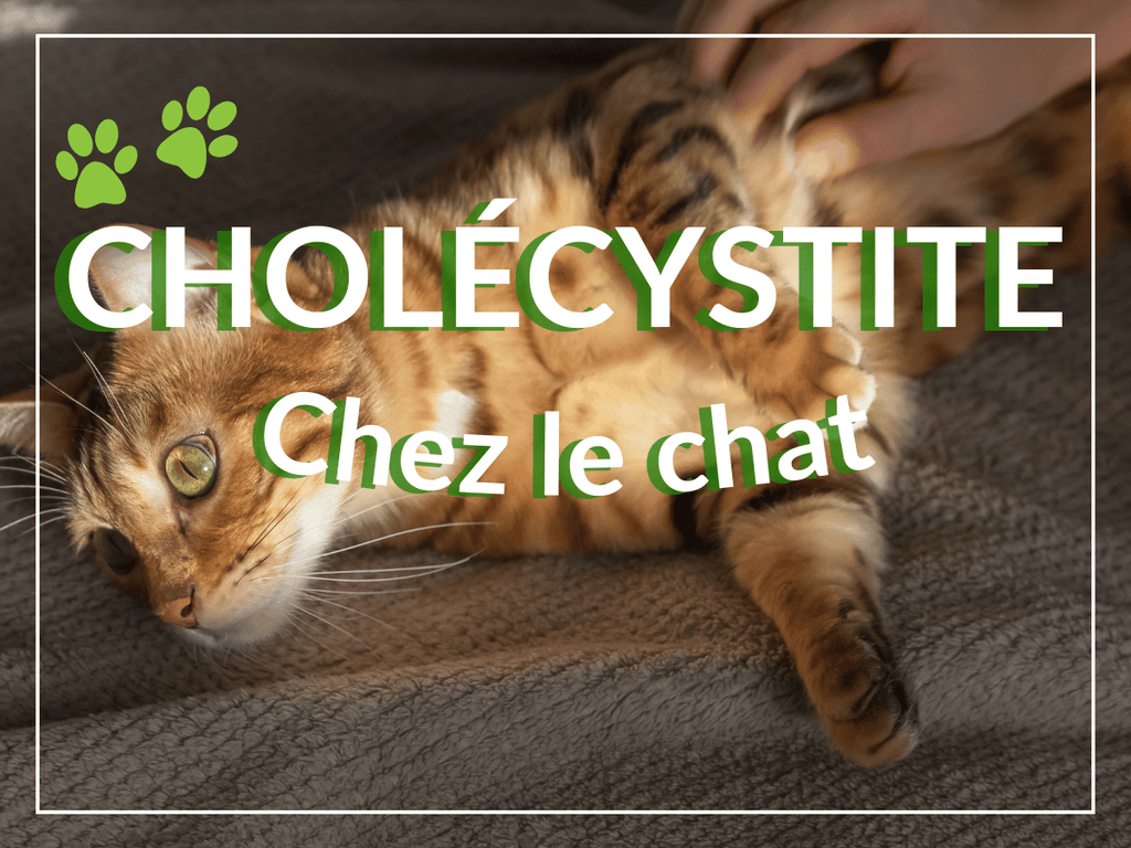 Cholécystite chez le chat: remèdes, causes et symptômes