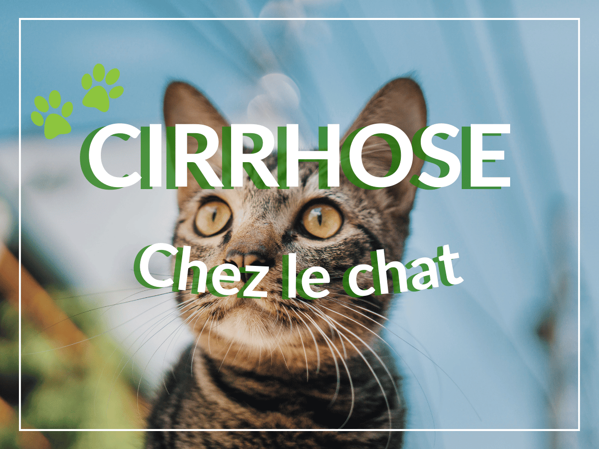 Plan rapproché d'un chat commun avec les yeux jaunes. Souffre-t-il de jaunisse, un des symptômes de la cirrhose chez le chat?