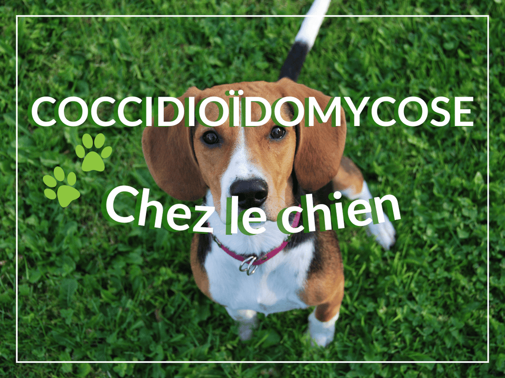 Coccidioïdomycose chez le chien: remèdes, causes et symptômes