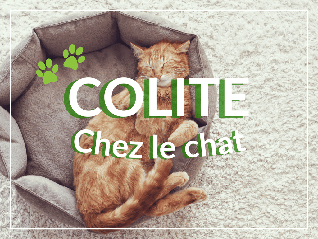 Colite chez le chat: remèdes, causes et symptômes