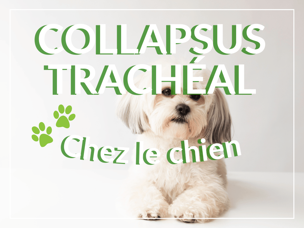 Collapsus trachéal chez le chien: remèdes, causes et symptômes