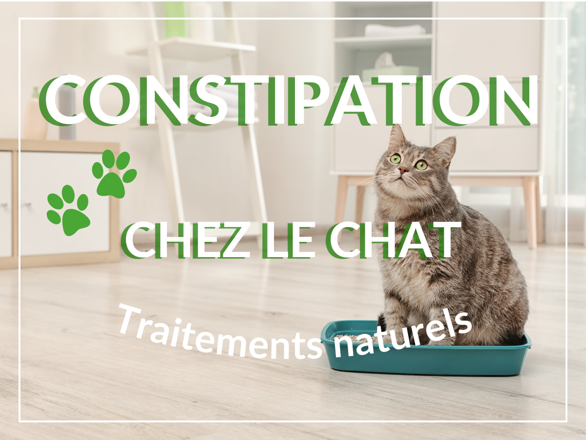 Chat constipé dans sa litière qui regarde vers son maître pour avoir de l'aide. Il a vraiment besoin des remèdes naturels de cet article!